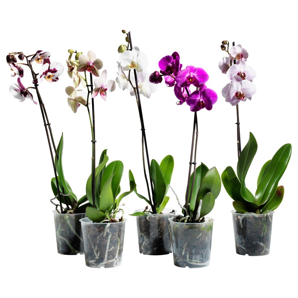 PHALAENOPSIS Растение в горшке