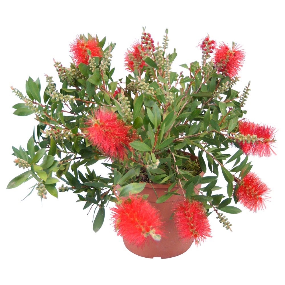 CALLISTEMON CITRINUS Растение в горшке