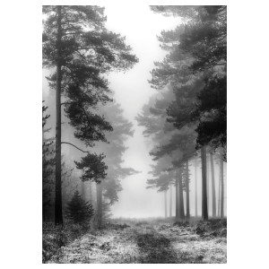 ПЬЕТТЕРИД Картина, Туманный лес