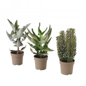KALANCHOE MADAGASCAR Растение в горшке