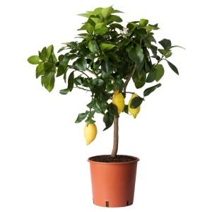 ЦИТРУС Растение в горшке, лимон