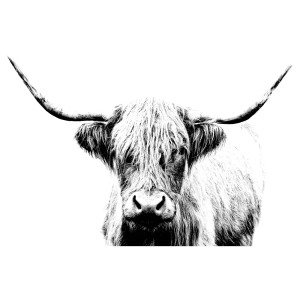 БЬЁРКСТА Холст, Шотландская корова