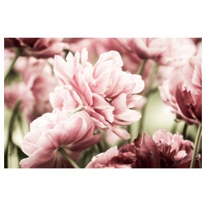 БЬЁРКСТА Холст, светло-розовые тюльпаны