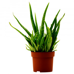 ALOE VERA Растение в горшке